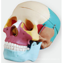 Skull with Colored Bones Weichegnya